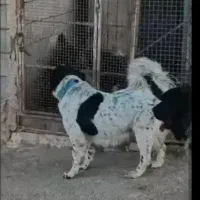 سگ قدرجونی توله