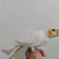 جوجه عروس هلندی .|پرنده|زابل, |دیوار