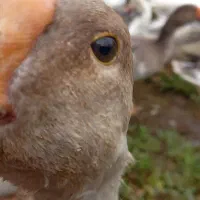 غاز محلی۶کیلویی|حیوانات مزرعه|قائم‌شهر, |دیوار