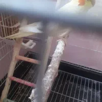 عروس هلندی ماده|پرنده|فشاپویه, |دیوار