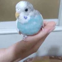 مرغ عشق انگلیسی با قفس