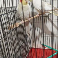 عروس هلندی|پرنده|کبودرآهنگ, |دیوار