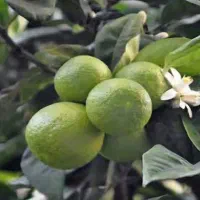 نارنج تازه آبدار عمده با قیمت استثنایی