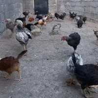 فروش مرغ و خروس