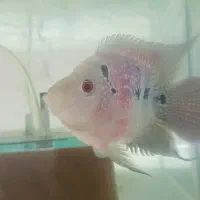 چانا فاهاکا پرت فلاورپیکاک پولی ردتیل پنکوسه شکاری|ماهی|مشهد, امیر|دیوار