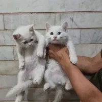 گربه