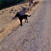 مالینیوز و ژرمن|سگ|همایجان, |دیوار