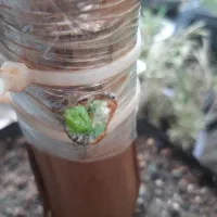 خدمات هـرس و داربستی کردن باغات انگور