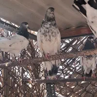 کبوتر پاکستانی