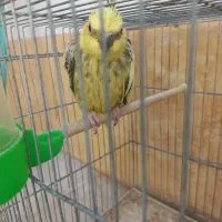 فروش عروس