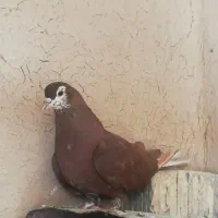 ماده شهری سرخ|پرنده|فسا, |دیوار