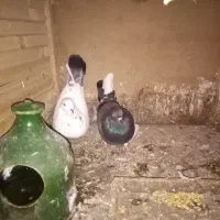 یک جفت کبوتر چشم زرد پرش سنگین همه رو جم کردم