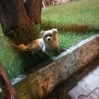 سگ پاکوتاه نژاد پامر اشپیتز|سگ|ابهر, |دیوار