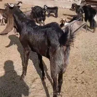 نربز پاکستانی جهت معاوضه با میش یا بره ماده|حیوانات مزرعه|پاکدشت, پارچین|دیوار