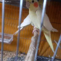 طوطی عروس مولد