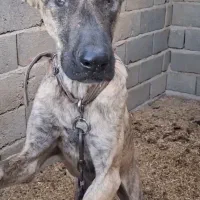 واگذاری سگ های سرابی و خراسانی اصیل