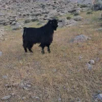 چپش دوبر