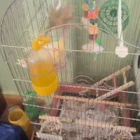 عروس هلندی سخن گو همراه با جوجه|پرنده|آشخانه, |دیوار