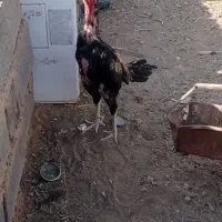 خروس لاری اصیل فروش فوری