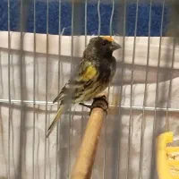 گلبسر جوجه قفس گل نارنجی