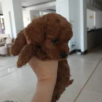 توی پودل نر ریز.غذاخور