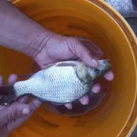 ماهی کپور بدون واسطه|ماهی|رشت, حومه رشت|دیوار