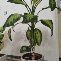 گل طبیعی|گل و گیاه طبیعی|ایوان, |دیوار