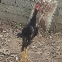 لاری  از نصل تاوان داده