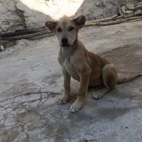 واگذاری توله سگ عراقی