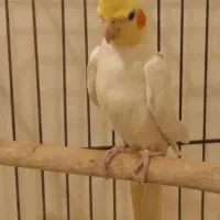 عروس هلندی نر مست لوتینو