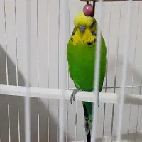 مرغ عشق انگلیسی نر