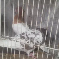کبوترکله وسینه|پرنده|چناران, |دیوار