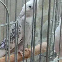 عروس هلندی ماده ابلغ آلبینو،وایت،ابلغ|پرنده|شیراز, سلطان آباد|دیوار