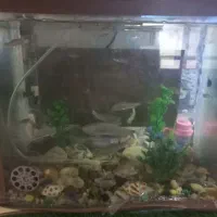 اکواریوم با پمپ و تسویه|ماهی|سراوان, |دیوار