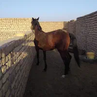 کره مادیان جنگلی پدری عرب