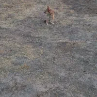 واگذاری پاکوتاه بیستی حساس به کوچکترین صدا