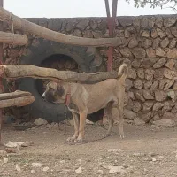 توله پژدر واگذاری