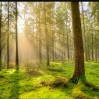 هرس انواع درخت