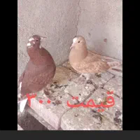 کبوتر|پرنده|مراغه, |دیوار