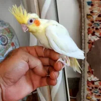 جوجه عروس هلندی