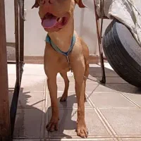 .. پیتبول ماده..