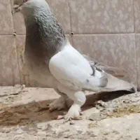 کبوتر|پرنده|مرودشت, فاز اول شهرک فرهنگیان|دیوار