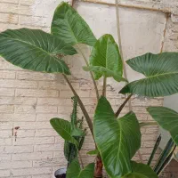 گل و گیاه طبیعی.بابا آدم
