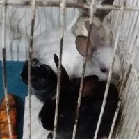 خرگوش|موش و خرگوش|تبریز, |دیوار