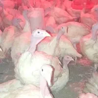 بوقلمون سالیز