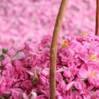 گلاب درجه ۱