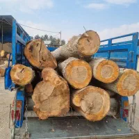 فروش چوب کبوده تحویل کارگاه|خدمات باغبانی و درختکاری|سامان, |دیوار