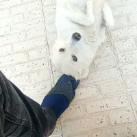 واگذاری سگ اشپیتز|سگ|فسا, |دیوار