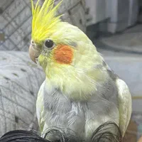عروس هلندی نر دوکت