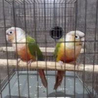 طوطی‌گرینچیک|پرنده|قدس, شهر‌قدس|دیوار